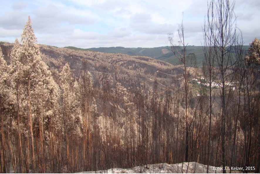 Figura 1 – Vista parcial da área afetada pelo incêndio