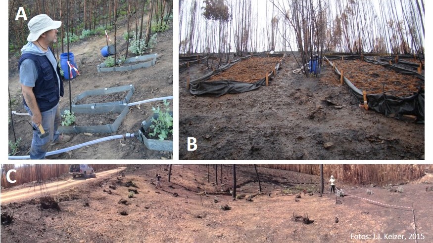 Figura 2 – Diferentes escalas de estudo da aplicação de acolchoado: A – micro-parcelas de cerca de 0,5 m2; B – parcelas de 16 m2 (esq. 10 t/ha, dir. 3 t/ha); C – cabeceiras de 1000 m2 (3 t/ha)